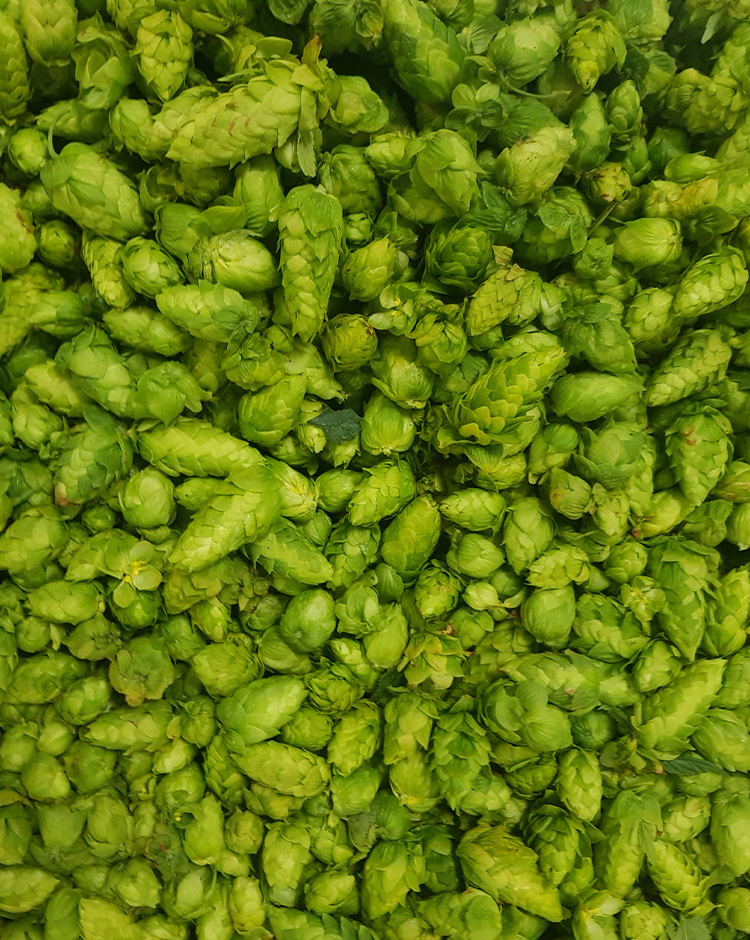 <p>Mira has developed a brand new beer recipe using fresh hops: the Harvest Ale. “What’s so special about that?” you may be asking yourselves. In fact, dried hops are usually used for beer making. The difficulty involved in this technique is the short timescale. From the moment the hops are harvested to the brewing process takes only 2 hours. This ultra-short timeframe is the only way to ensure that the hops retain all their original flavour.</p>